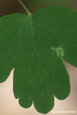 Mature leaf detail
